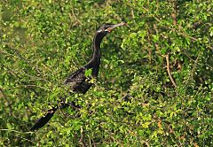 Neotropic Cormorant